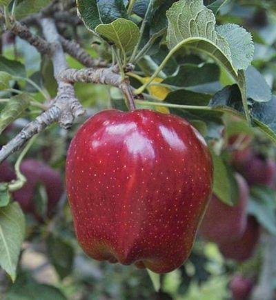 سیب لبنانی خوش رنگ با عطر طبیعی و کیفیت مطلوب