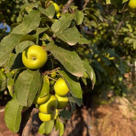سیب جنگلی خوش رنگ با عطر طبیعی و طعمی متفاوت