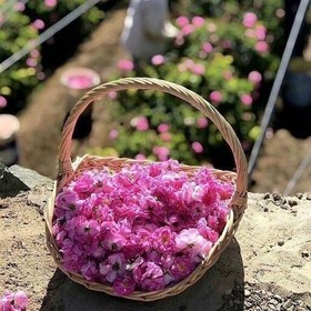 گلاب محمدی کاشان با عطر طبیعی و کیفیت مطلوب