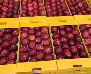 سیب صادراتی ارومیه با ماندگاری مطلوب و بسته بندی استاندارد