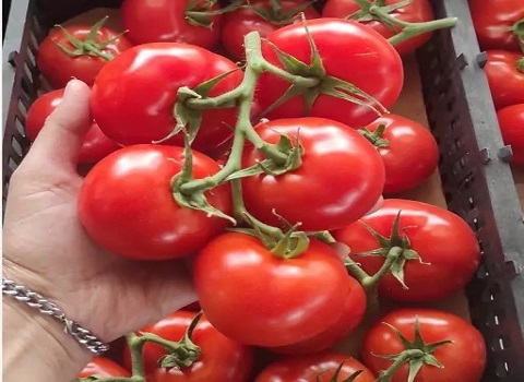 قیمت گوجه‌ فرنگی گلخانه‌ ای صادراتی با کیفیت ارزان + خرید عمده 5
