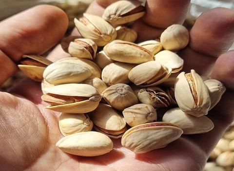 خرید و قیمت پسته کله قوچی درجه یک + فروش صادراتی 3
