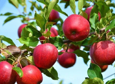خرید و فروش سیب قرمز سفت با شرایط فوق العاده 3