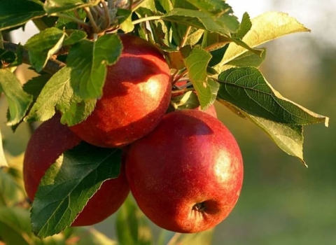خرید و فروش سیب قرمز سفت با شرایط فوق العاده 4
