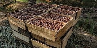 قیمت خرما کبکاب مشکین با کیفیت ارزان + خرید عمده 2
