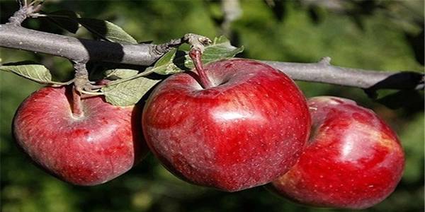 قیمت سیب قرمز استخوانی با کیفیت ارزان + خرید عمده 6