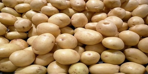 قیمت خرید سیب زمینی شیرین اصفهان با فروش عمده 2