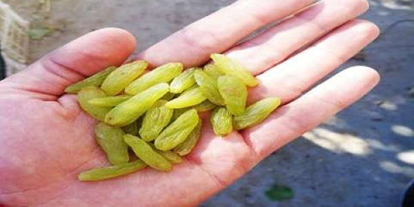 خرید و فروش کشمش سبز تاکستان با شرایط فوق العاده 4