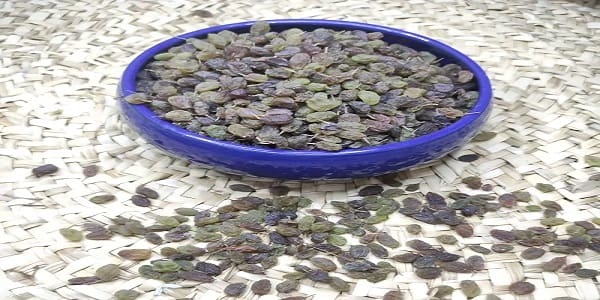 خرید کشمش سبز سایه خشک + قیمت فروش استثنایی 4