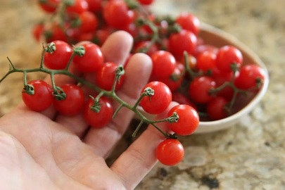 قیمت خرید گوجه فرنگی گیلاسی گلخانه ای + فروش ویژه 4