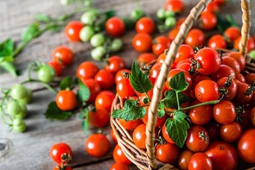 قیمت خرید گوجه فرنگی گیلاسی گلخانه ای + فروش ویژه 5
