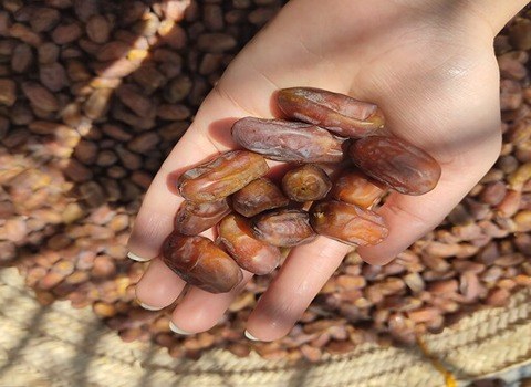 خرید خرما مضافتی صادراتی + قیمت فروش استثنایی 5