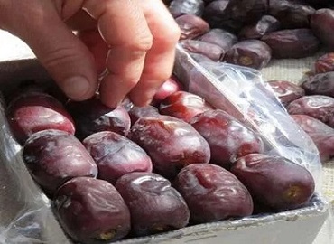 قیمت خرید خرمای مضافتی سه ردیفه + فروش ویژه 5