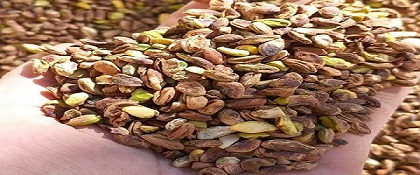 خرید مغز پسته گندمی + قیمت فروش استثنایی 5