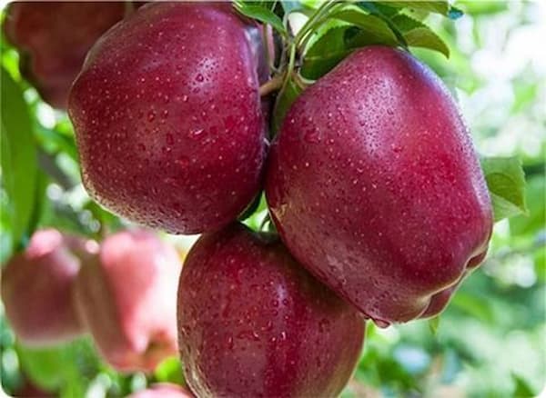 قیمت خرید سیب قرمز استخوانی با فروش عمده 3
