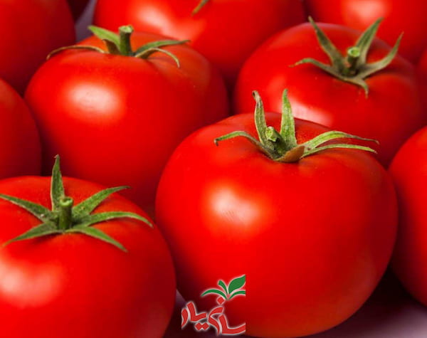 قیمت گوجه فرنگی درشت با کیفیت ارزان + خرید عمده 3