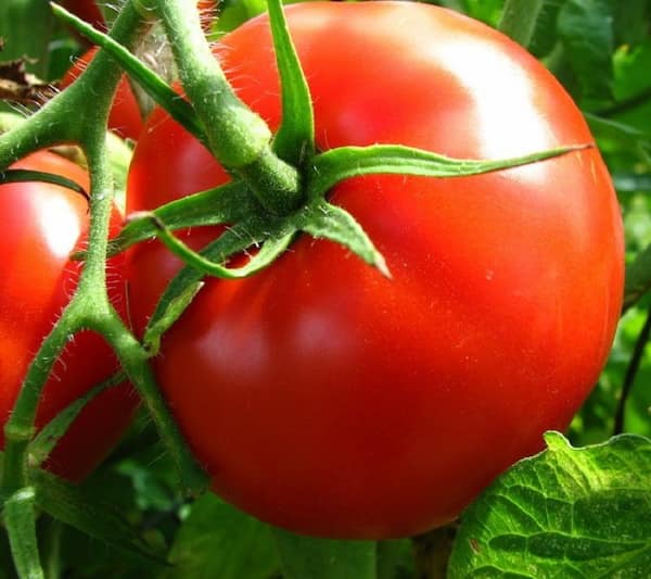 قیمت گوجه فرنگی درشت با کیفیت ارزان + خرید عمده 5