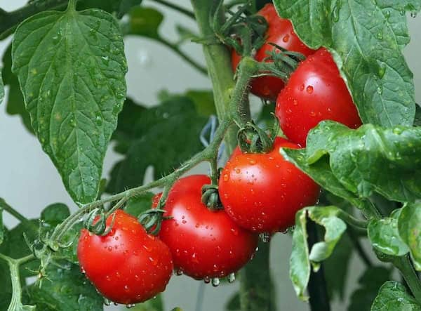 قیمت گوجه فرنگی درشت با کیفیت ارزان + خرید عمده 4