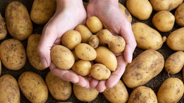 راهنمای خرید سیب زمینی جلی + قیمت عالی 5
