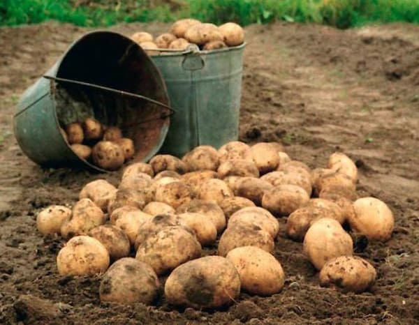 راهنمای خرید سیب زمینی جلی + قیمت عالی 4