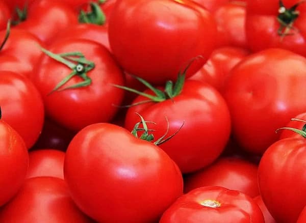 قیمت خرید گوجه فرنگی گوشتی + فروش ویژه 5