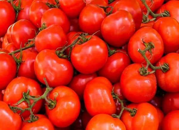 قیمت خرید گوجه فرنگی گوشتی + فروش ویژه 6