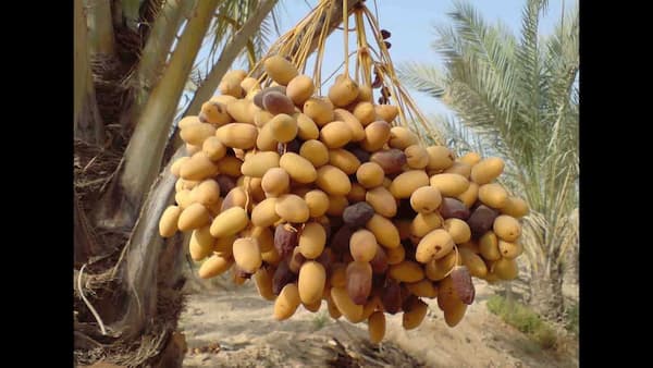 قیمت خرما خاصویی قیمت فوق العاده 2