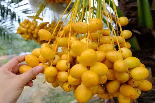 قیمت خرما خاصویی قیمت فوق العاده 3