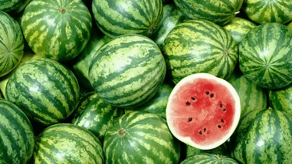 خرید هندوانه زمستانی عمده + قیمت فروش استثنایی 6