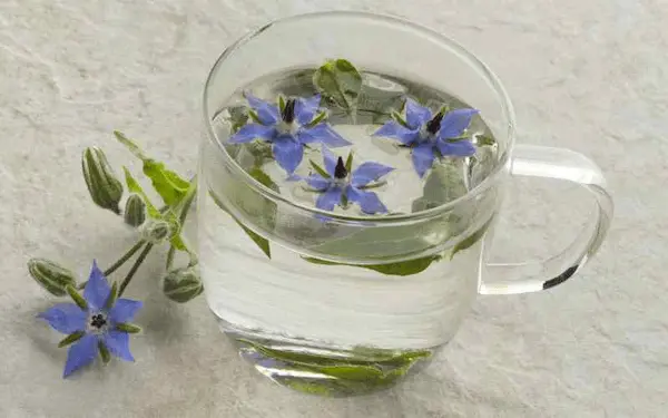 قیمت عرق گاوزبان ارگانیک + خرید باور نکردنی 6