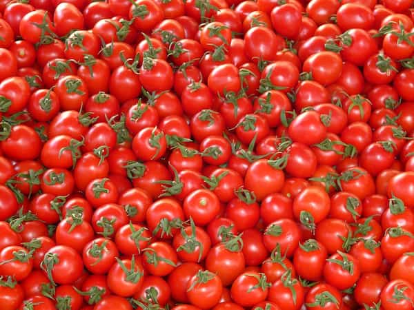 قیمت خرید گوجه فرنگی درجه یک با فروش عمده 4