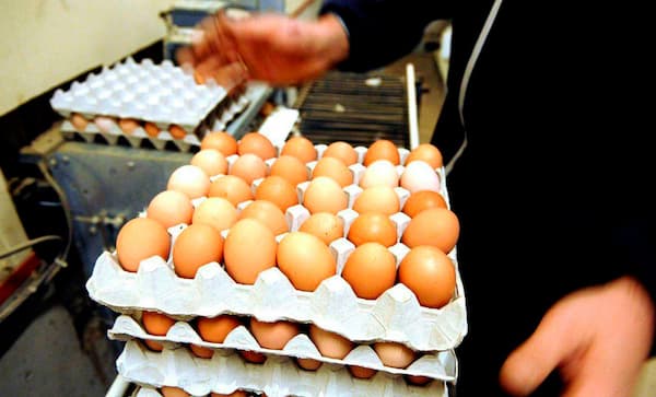 خرید و فروش دستگاه فارم پکر با شرایط فوق العاده 5