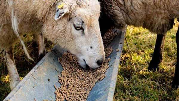 خرید کنسانتره بره پرواری + قیمت فروش استثنایی 3