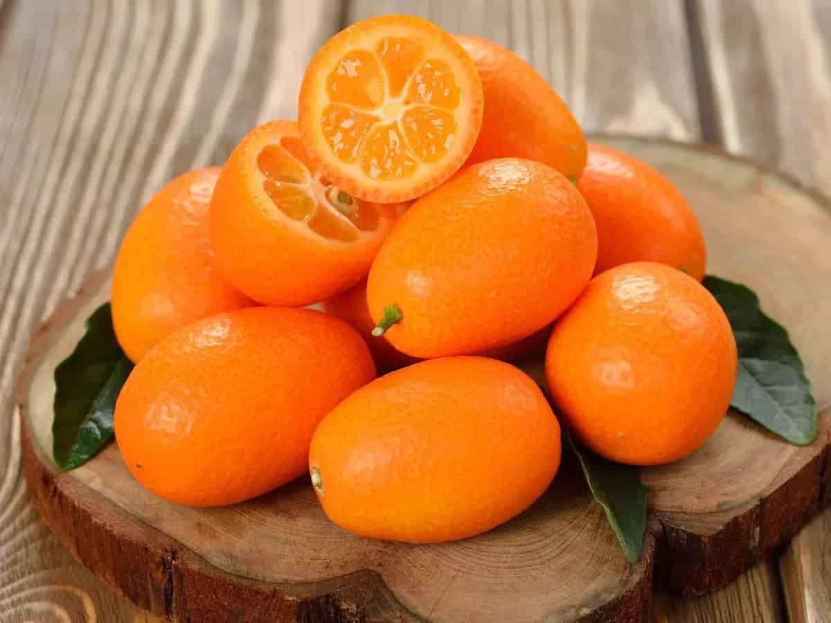 قیمت میوه لیمو کامکوات با کیفیت ارزان + خرید عمده 2
