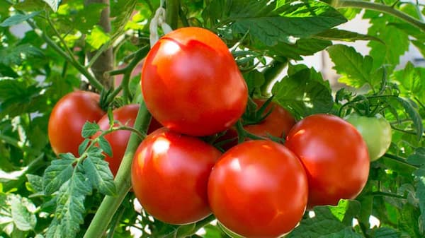 قیمت خرید گوجه فرنگی تازه عمده به صرفه و ارزان 6