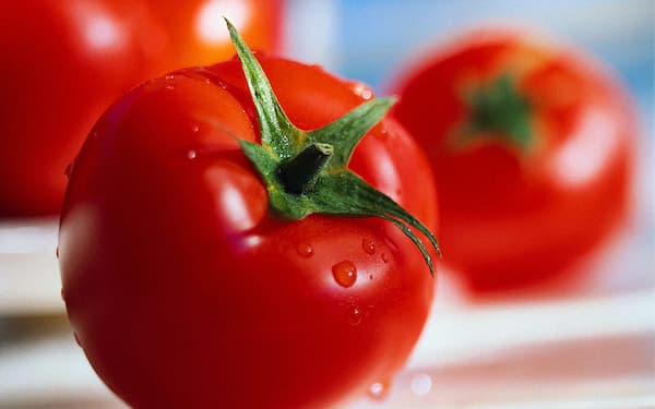 قیمت خرید گوجه فرنگی تازه عمده به صرفه و ارزان 4