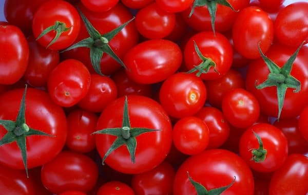 قیمت خرید گوجه فرنگی تازه عمده به صرفه و ارزان 2