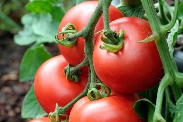 قیمت خرید گوجه فرنگی تازه عمده به صرفه و ارزان