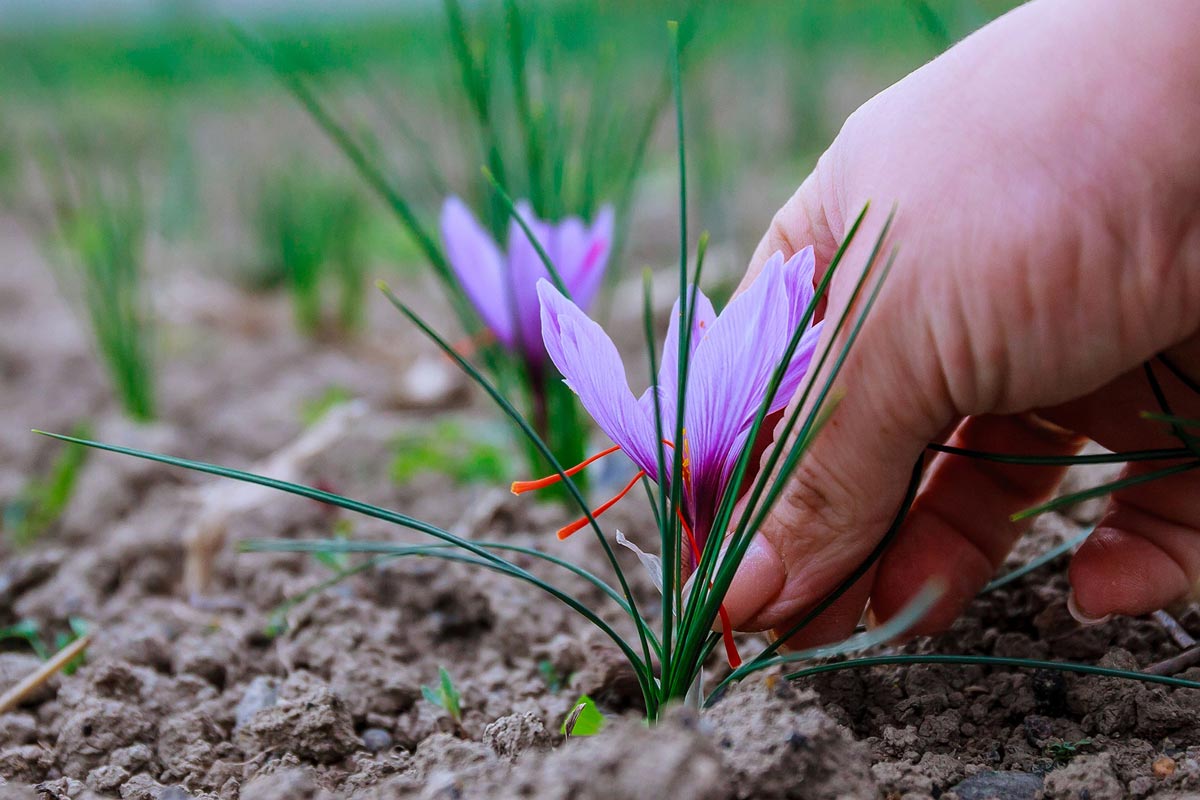 خرید زعفران نگین طبیعی خشک + قیمت فروش استثنایی 4