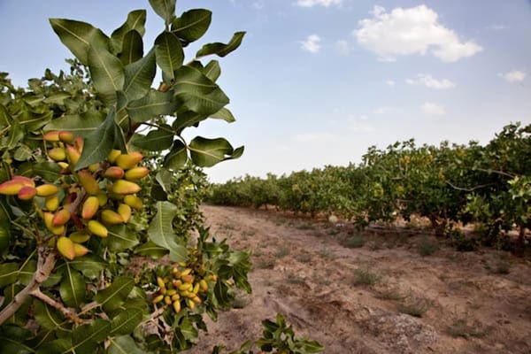 خرید و فروش پسته رقم اکبری با شرایط فوق العاده 3