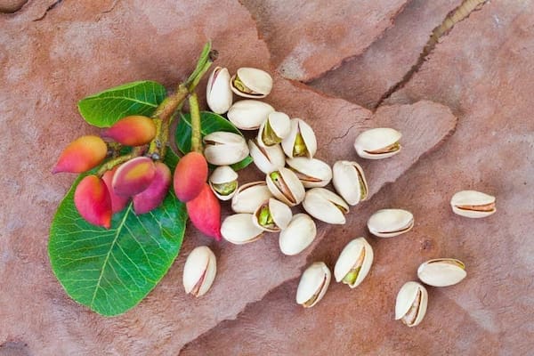 خرید و فروش پسته رقم اکبری با شرایط فوق العاده 5