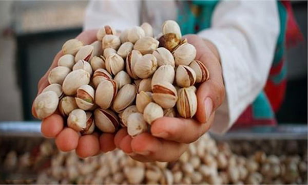 خرید و فروش پسته انس ۲۶ با شرایط فوق العاده 4