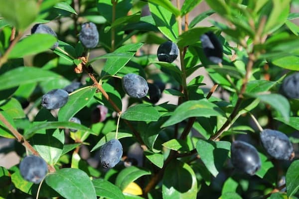 قیمت خرید عرق مورد برای رشد مو + فروش ویژه 6
