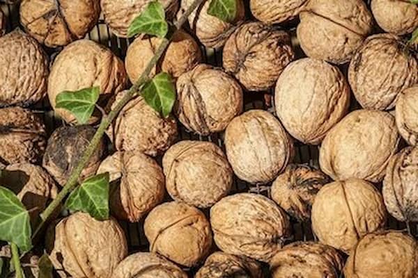 قیمت گردو سامان شهرکرد + خرید باور نکردنی 4