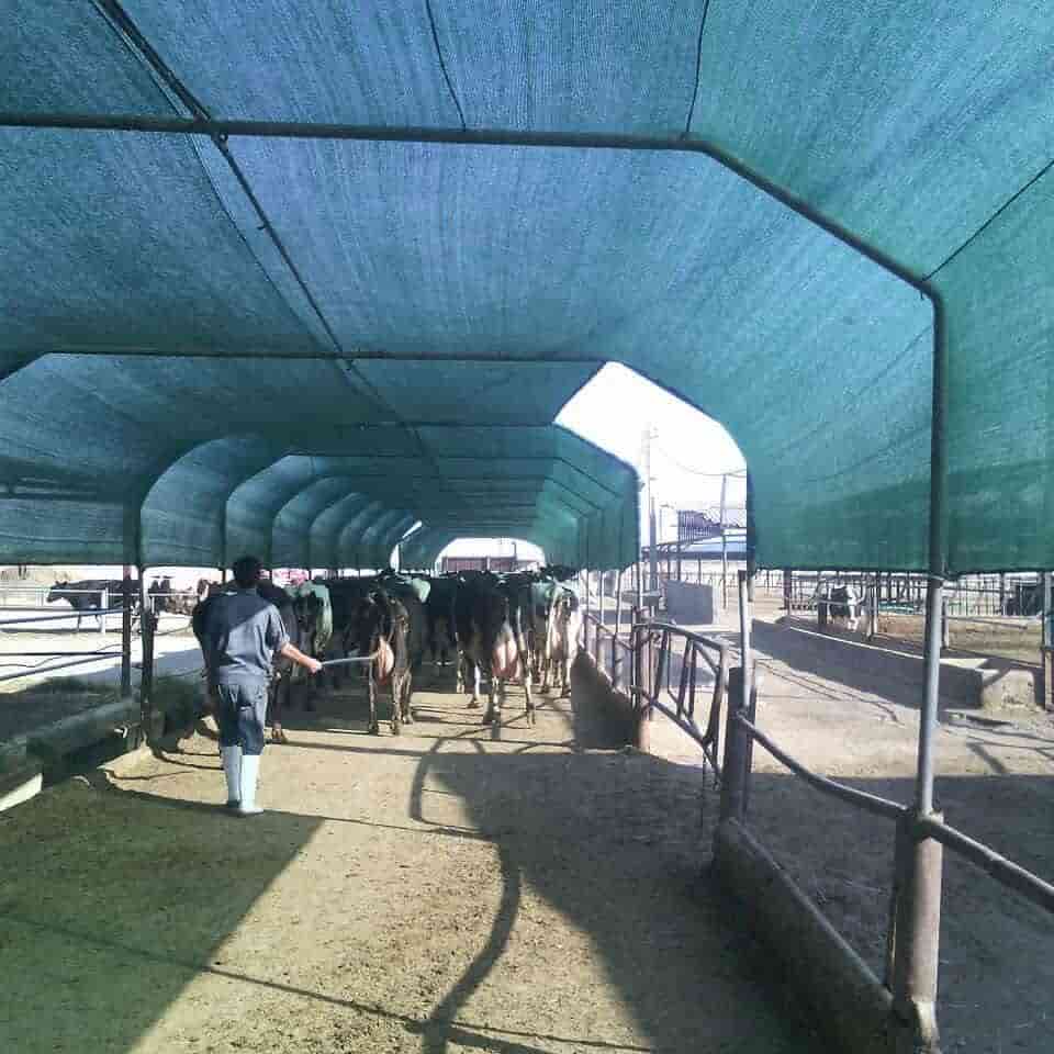 قیمت توری سایبان برای جلوگیری از آفتاب سوختگی 2