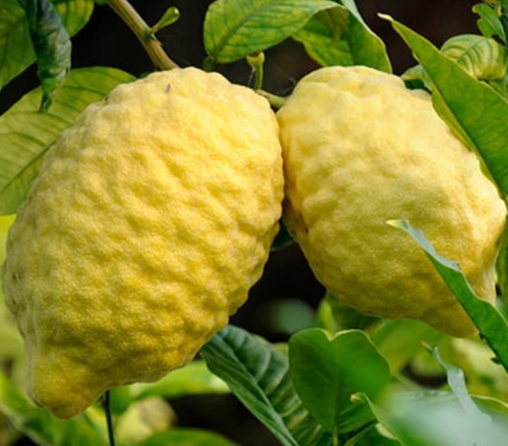 خرید و قیمت فروش عمده عرق اترج بالنگ 3