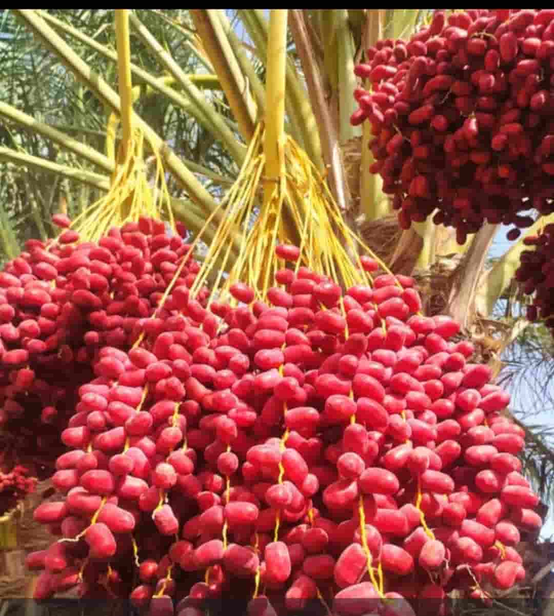 خرید خرما خارک مضافتی