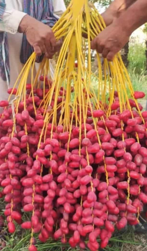 خرید خرما خارک مضافتی 2