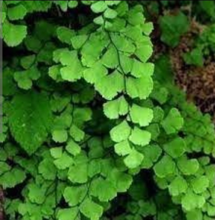 خرید پرسیاوشان اعلاء صادراتی 5