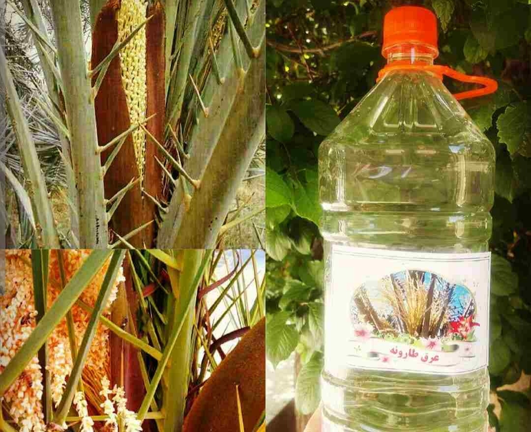 مشخصات عرق طارونه برای بارداری  + قیمت مناسب 4